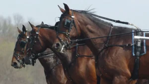 How the Triple Crown Shapes Legendary Racehorses